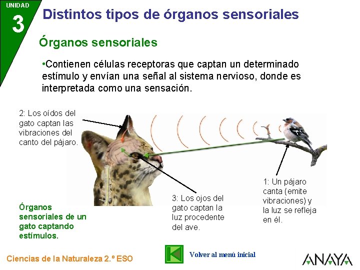 UNIDAD 3 Distintos tipos de órganos sensoriales Órganos sensoriales • Contienen células receptoras que