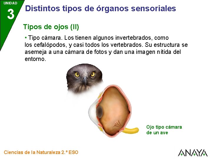 UNIDAD 3 Distintos tipos de órganos sensoriales Tipos de ojos (II) • Tipo cámara.