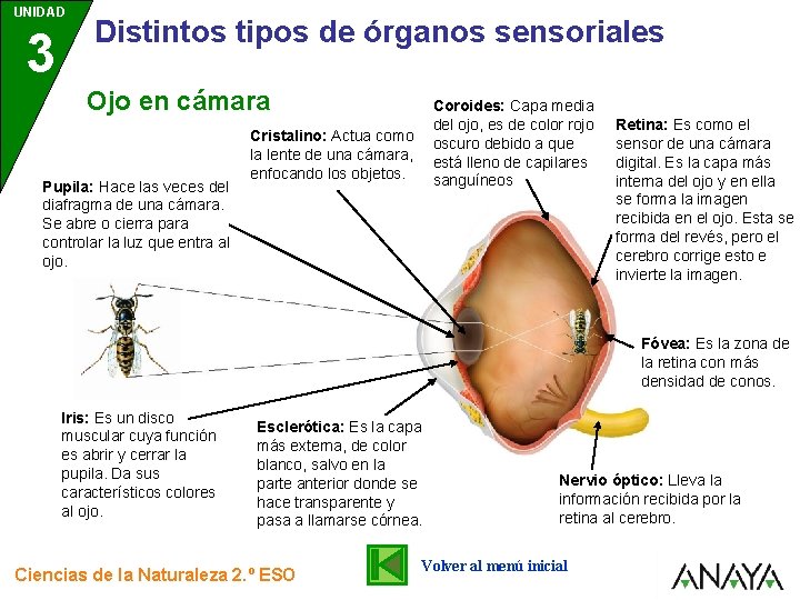 UNIDAD 3 Distintos tipos de órganos sensoriales Ojo en cámara Pupila: Hace las veces