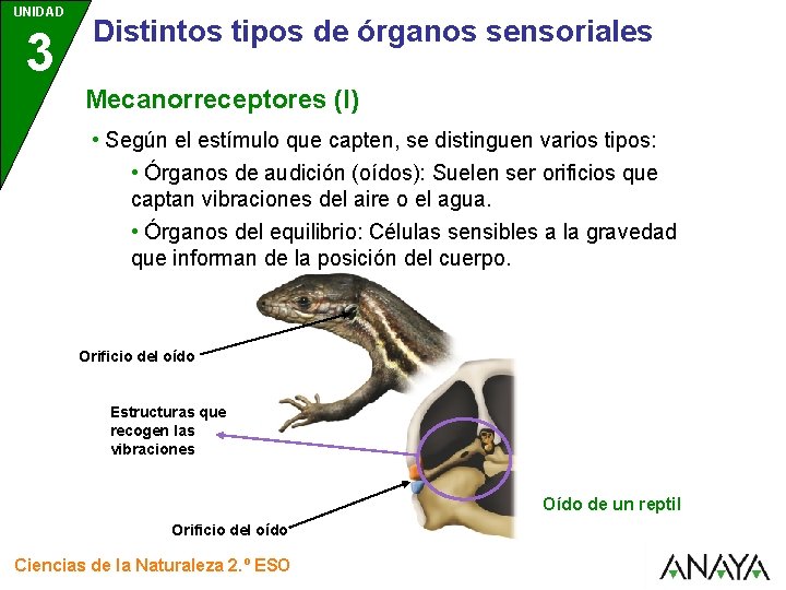 UNIDAD 3 Distintos tipos de órganos sensoriales Mecanorreceptores (I) • Según el estímulo que