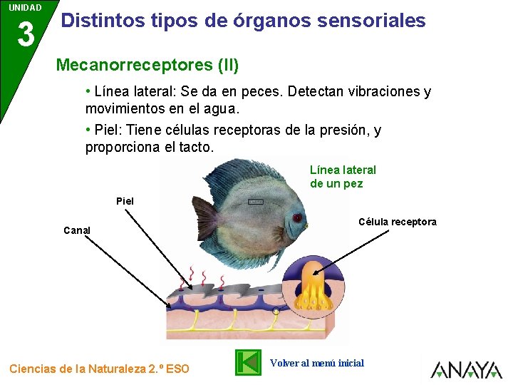 UNIDAD 3 Distintos tipos de órganos sensoriales Mecanorreceptores (II) • Línea lateral: Se da