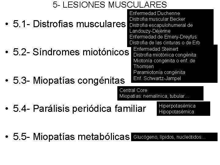 5 - LESIONES MUSCULARES • 5. 1 - Distrofias musculares • 5. 2 - 5 - LESIONES MUSCULARES • 5. 1 - Distrofias musculares • 5. 2 -
