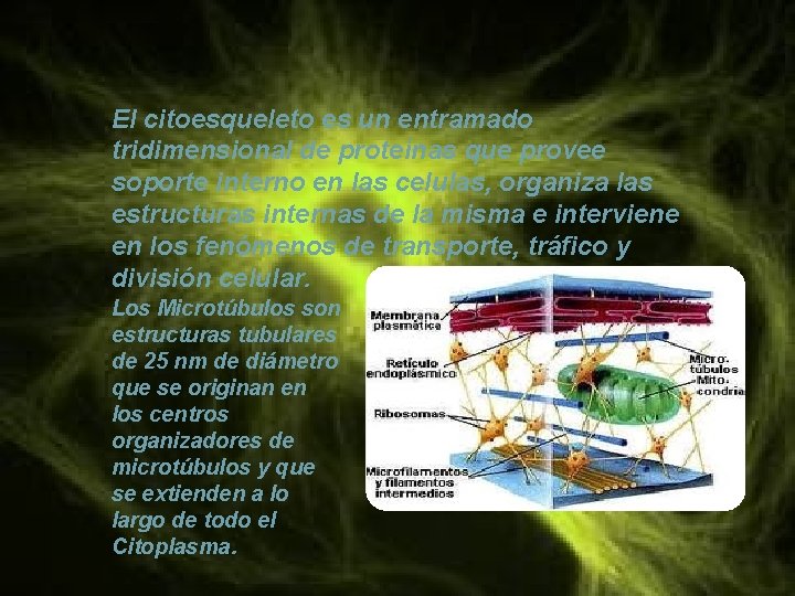 El citoesqueleto es un entramado tridimensional de proteínas que provee soporte interno en las