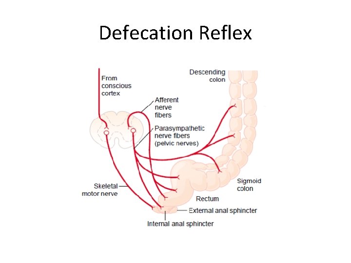 Defecation Reflex 