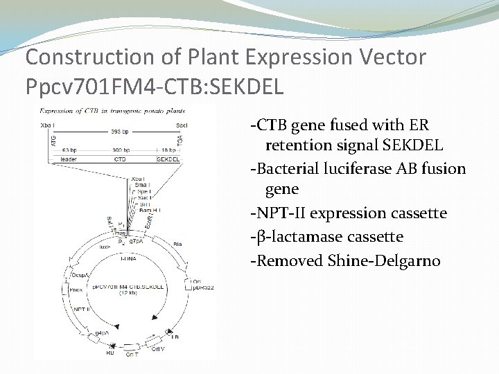 Construction of Plant Expression Vector Ppcv 701 FM 4 -CTB: SEKDEL -CTB gene fused
