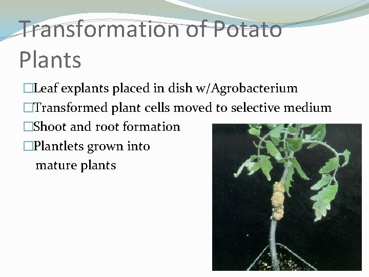 Transformation of Potato Plants �Leaf explants placed in dish w/Agrobacterium �Transformed plant cells moved