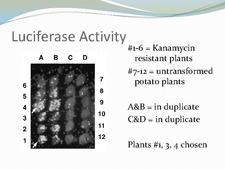 Luciferase Activity #1 -6 = Kanamycin resistant plants #7 -12 = untransformed potato plants