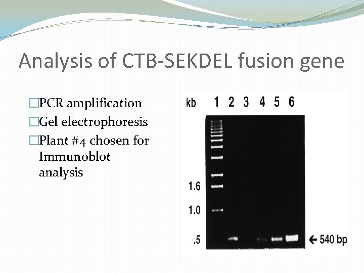 Analysis of CTB-SEKDEL fusion gene �PCR amplification �Gel electrophoresis �Plant #4 chosen for Immunoblot
