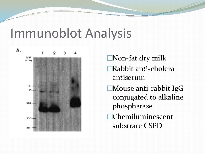 Immunoblot Analysis �Non-fat dry milk �Rabbit anti-cholera antiserum �Mouse anti-rabbit Ig. G conjugated to