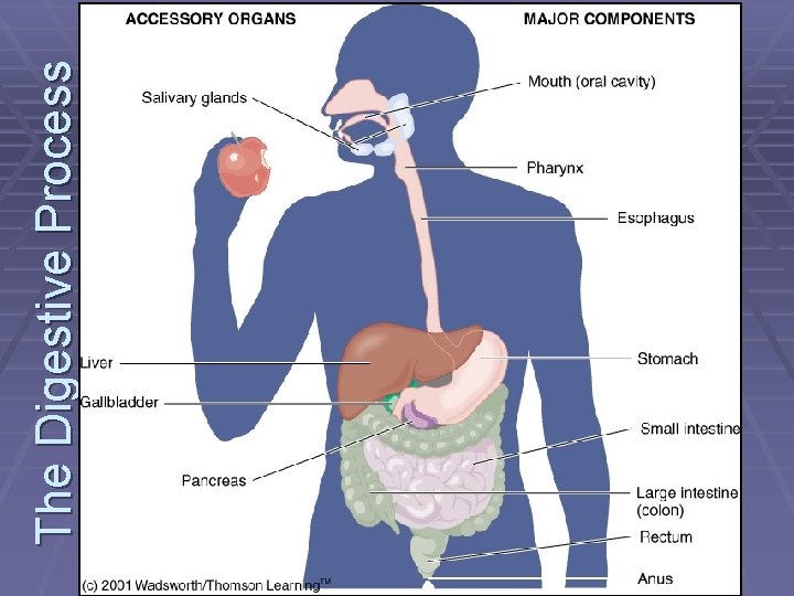 The Digestive Process 