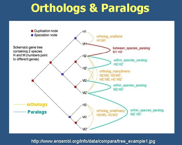 Orthologs & Paralogs orthologs Paralogs http: //www. ensembl. org/info/data/compara/tree_example 1. jpg 