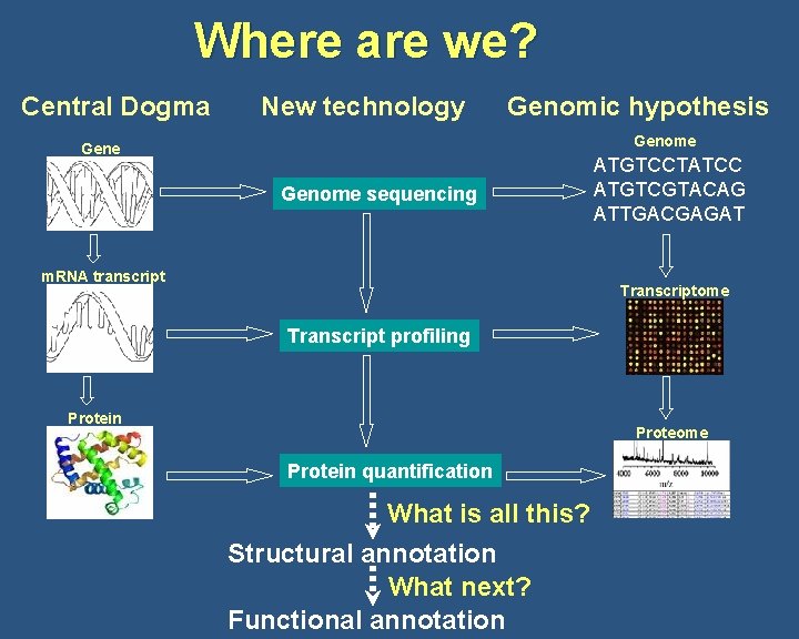 Where are we? Central Dogma New technology Genomic hypothesis Genome sequencing m. RNA transcript