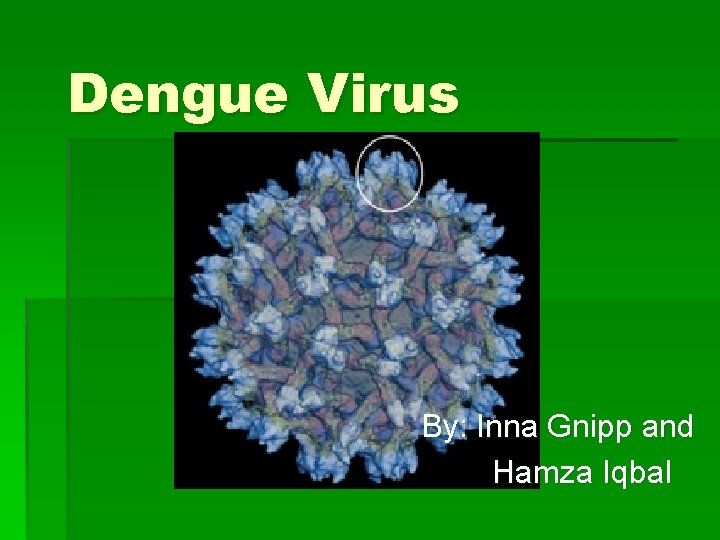 Dengue Virus By: Inna Gnipp and Hamza Iqbal 