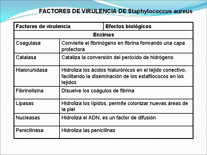 GNEROS STAPHYLOCOCCUS STREPTOCOCCUS Martha Jcome B Bacteriloga Lab