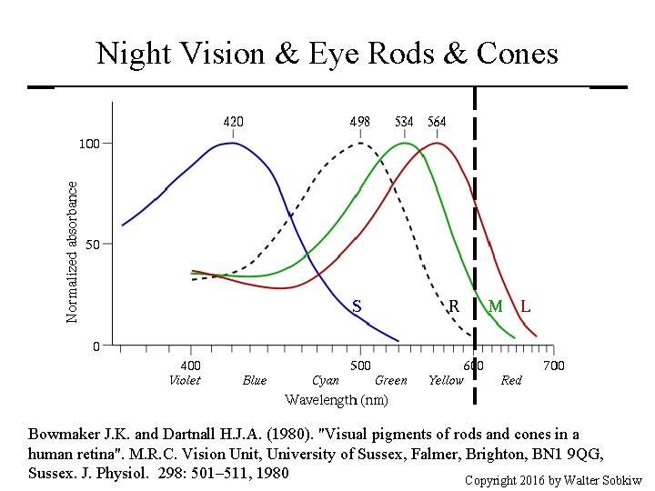 Night Vision & Eye Rods & Cones Bowmaker J. K. and Dartnall H. J.