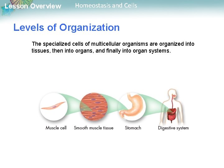 Lesson Overview Homeostasis and Cells Levels of Organization The specialized cells of multicellular organisms