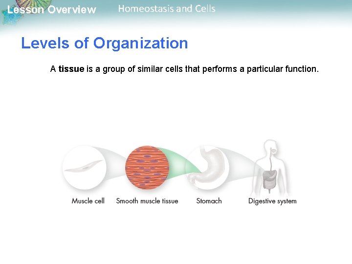 Lesson Overview Homeostasis and Cells Levels of Organization A tissue is a group of