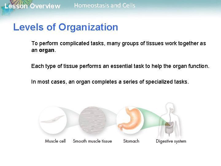 Lesson Overview Homeostasis and Cells Levels of Organization To perform complicated tasks, many groups