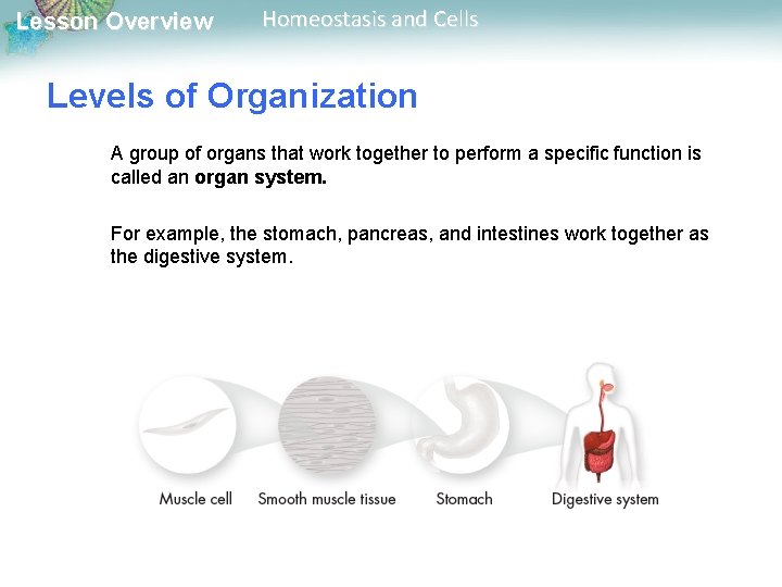 Lesson Overview Homeostasis and Cells Levels of Organization A group of organs that work