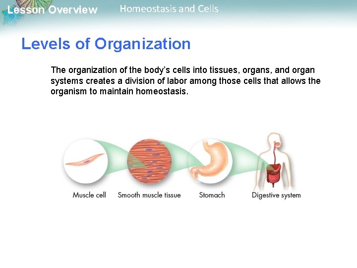 Lesson Overview Homeostasis and Cells Levels of Organization The organization of the body’s cells