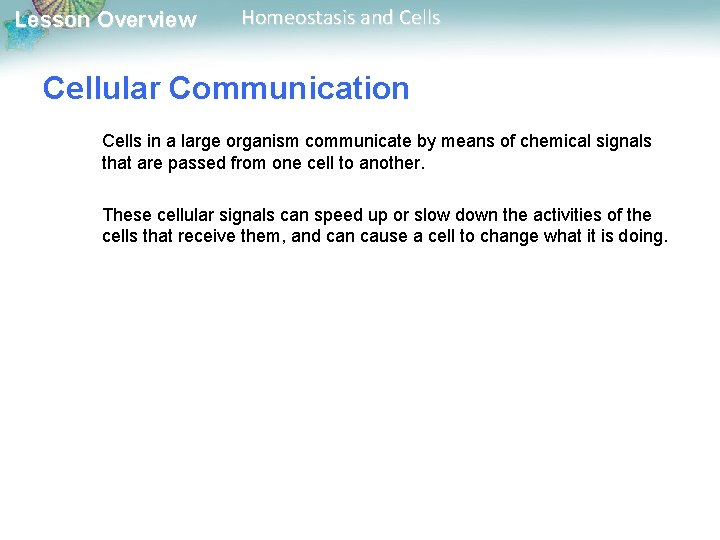 Lesson Overview Homeostasis and Cells Cellular Communication Cells in a large organism communicate by