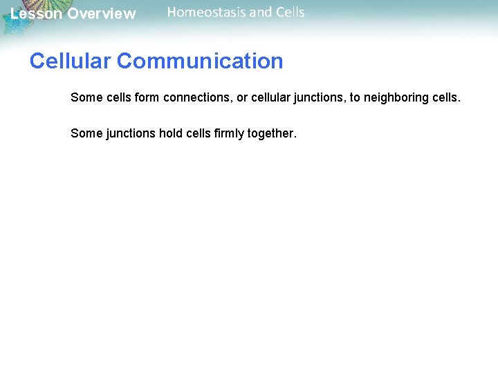 Lesson Overview Homeostasis and Cells Cellular Communication Some cells form connections, or cellular junctions,