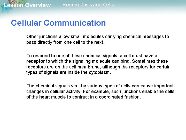 Lesson Overview Homeostasis and Cells Cellular Communication Other junctions allow small molecules carrying chemical