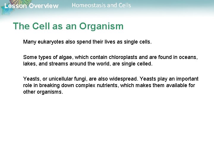 Lesson Overview Homeostasis and Cells The Cell as an Organism Many eukaryotes also spend