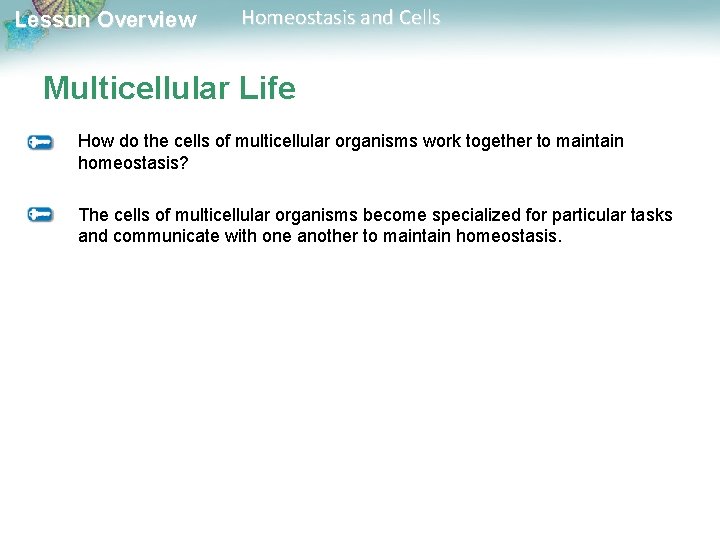 Lesson Overview Homeostasis and Cells Multicellular Life How do the cells of multicellular organisms