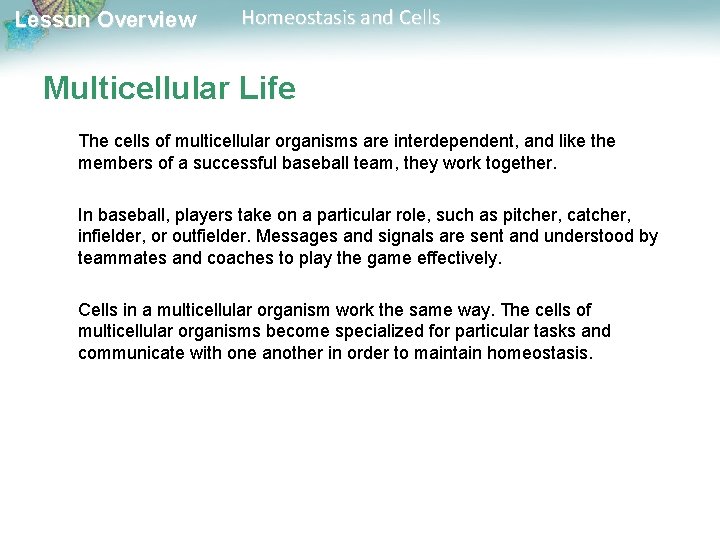 Lesson Overview Homeostasis and Cells Multicellular Life The cells of multicellular organisms are interdependent,