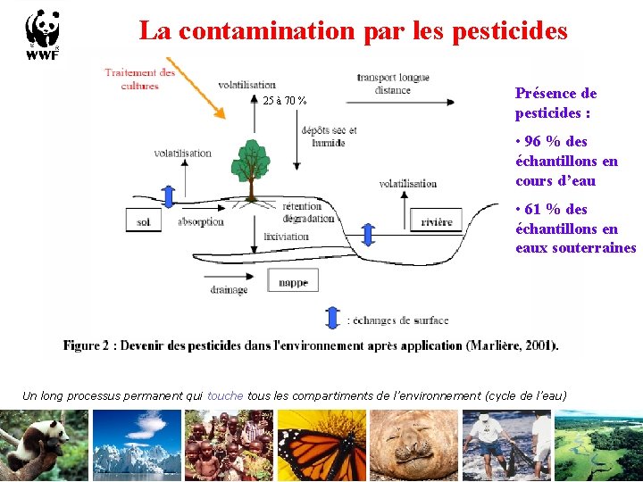 La contamination par les pesticides 25 à 70 % Présence de pesticides : •