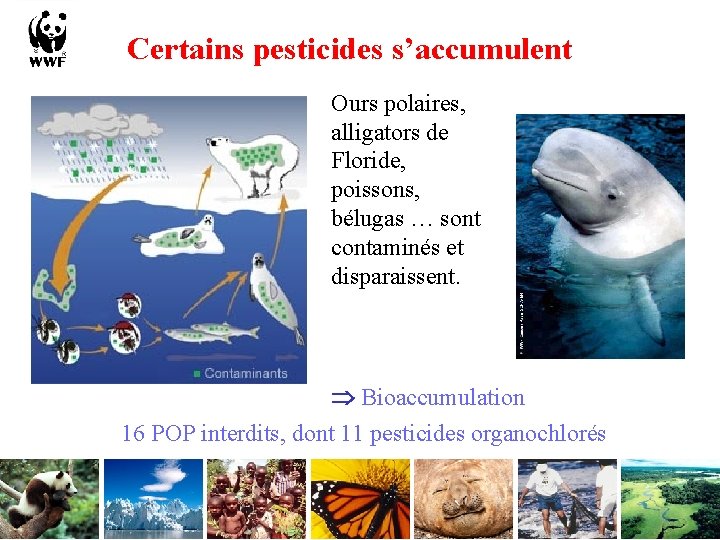Certains pesticides s’accumulent Ours polaires, alligators de Floride, poissons, bélugas … sont contaminés et Certains pesticides s’accumulent Ours polaires, alligators de Floride, poissons, bélugas … sont contaminés et