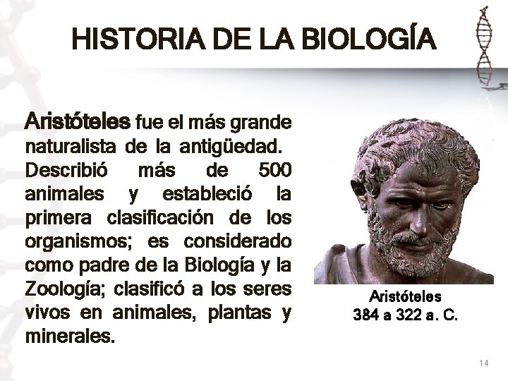 HISTORIA DE LA BIOLOGÍA Aristóteles fue el más grande naturalista de la antigüedad. Describió