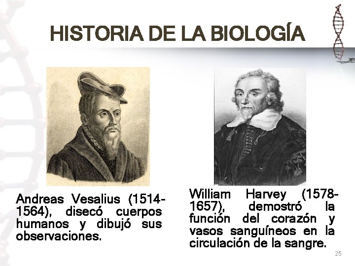 HISTORIA DE LA BIOLOGÍA Andreas Vesalius (15141564), disecó cuerpos humanos y dibujó sus observaciones.