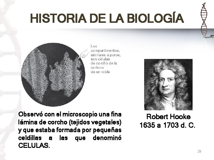 HISTORIA DE LA BIOLOGÍA Observó con el microscopio una fina lámina de corcho (tejidos