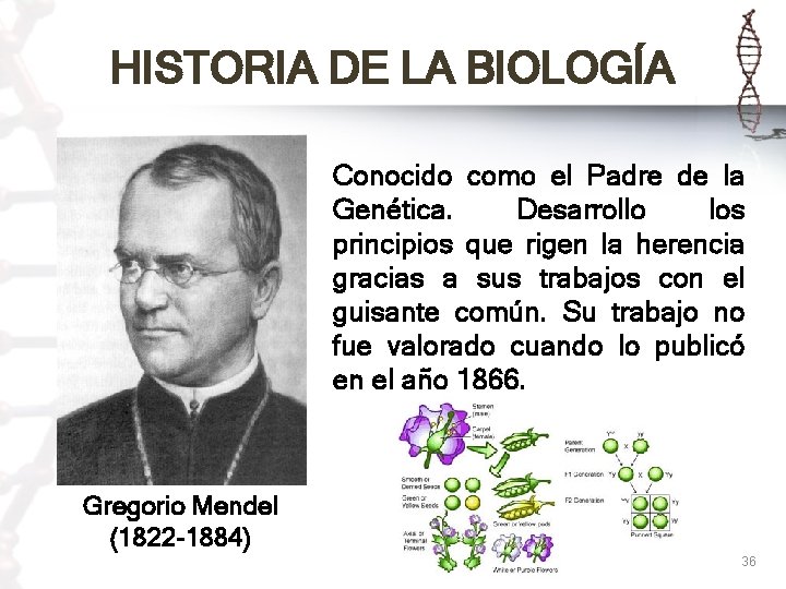 HISTORIA DE LA BIOLOGÍA Conocido como el Padre de la Genética. Desarrollo los principios