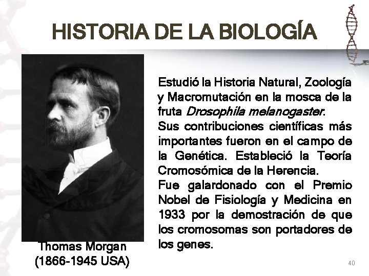 HISTORIA DE LA BIOLOGÍA Thomas Morgan (1866 -1945 USA) Estudió la Historia Natural, Zoología