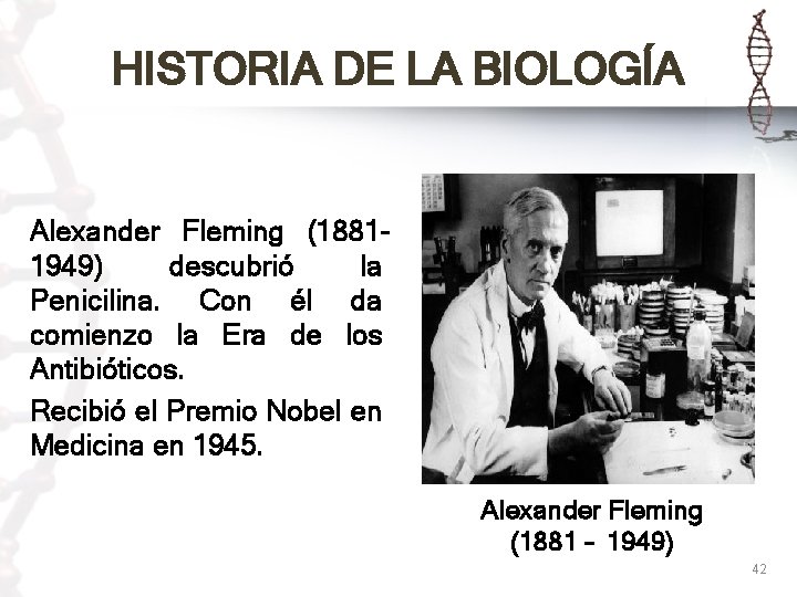 HISTORIA DE LA BIOLOGÍA Alexander Fleming (18811949) descubrió la Penicilina. Con él da comienzo