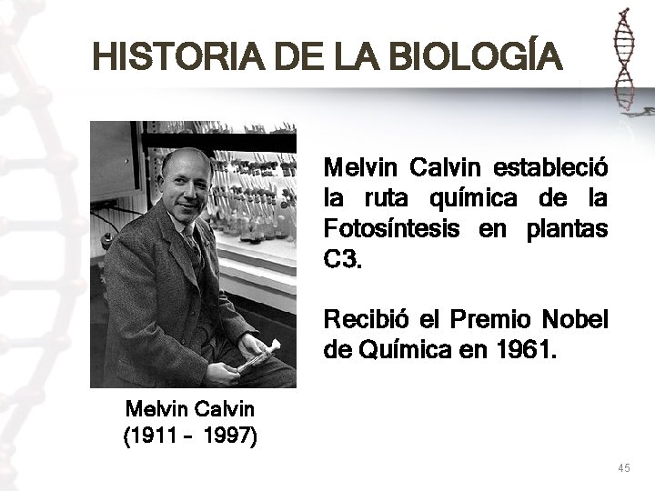 HISTORIA DE LA BIOLOGÍA Melvin Calvin estableció la ruta química de la Fotosíntesis en