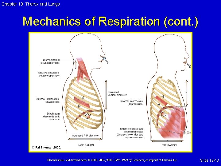 Chapter 18: Thorax and Lungs Mechanics of Respiration (cont. ) © Pat Thomas, 2006.