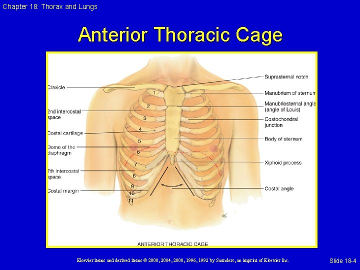 Chapter 18: Thorax and Lungs Anterior Thoracic Cage Elsevier items and derived items ©