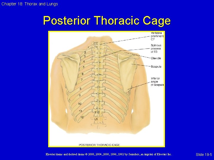 Chapter 18: Thorax and Lungs Posterior Thoracic Cage Elsevier items and derived items ©