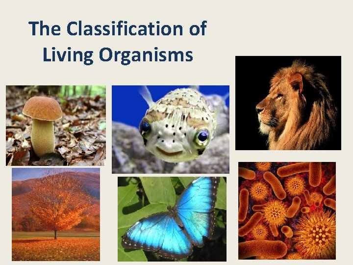 The Classification of Living Organisms 