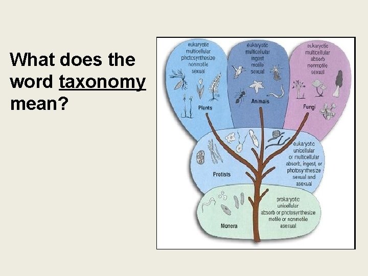 What does the word taxonomy mean? 