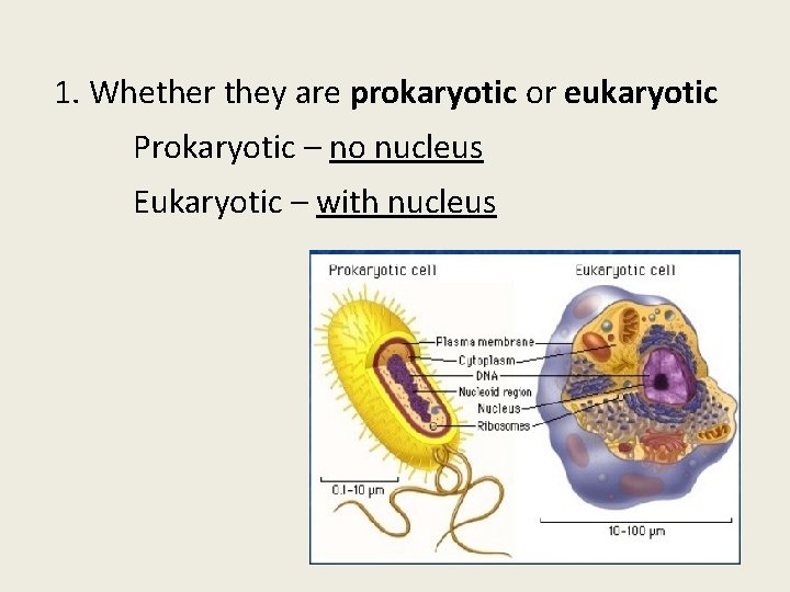 1. Whether they are prokaryotic or eukaryotic Prokaryotic – no nucleus Eukaryotic – with