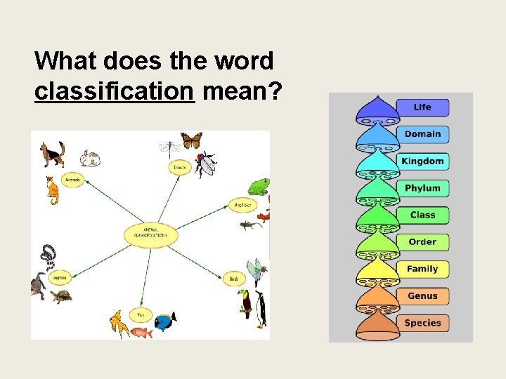 What does the word classification mean? 