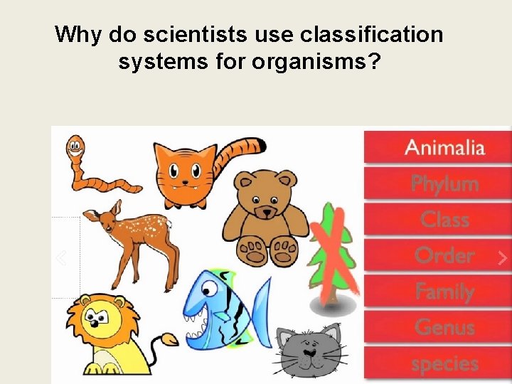 Why do scientists use classification systems for organisms? 