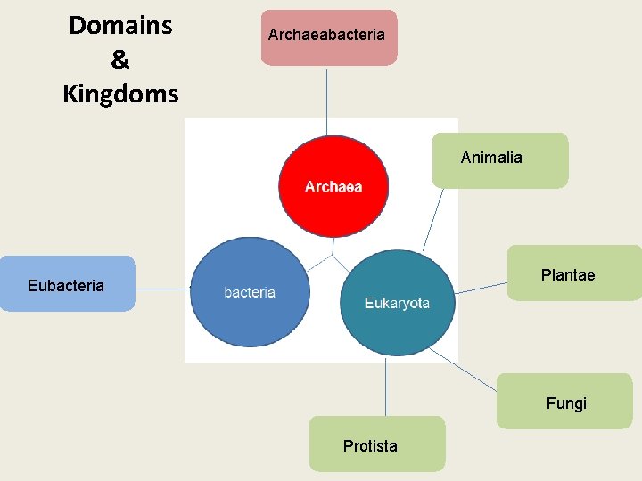 Domains & Kingdoms Archaeabacteria Animalia Plantae Eubacteria Fungi Protista 