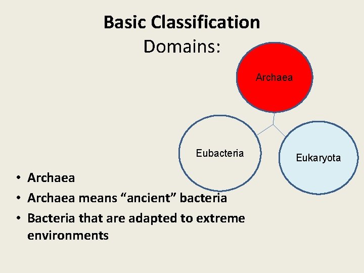Basic Classification Domains: Archaea Eubacteria • Archaea means “ancient” bacteria • Bacteria that are