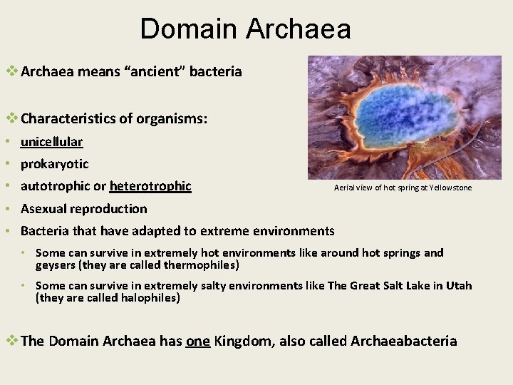 Domain Archaea v Archaea means “ancient” bacteria v Characteristics of organisms: • unicellular •